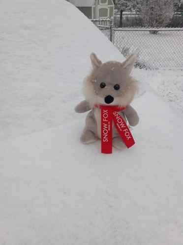 Snow in Shively-KY-Snow Fox-1-27-21.jpg