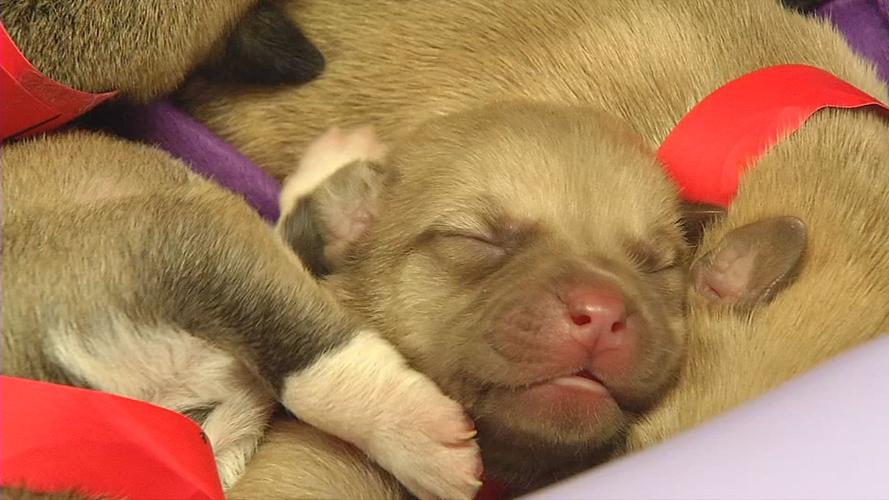 PUPPIES TOSSED IN RAVINE 6PKG.transfer_frame_410.jpg