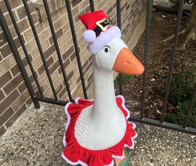 Stolen porch goose in Jeffersontown - 2.8.26