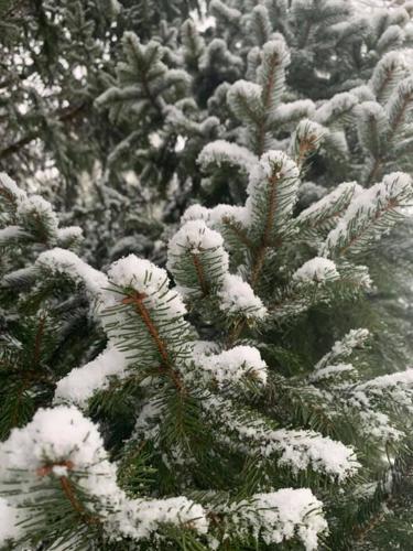 Snow 1-27-21 (4).jpg