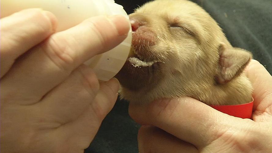 PUPPIES TOSSED IN RAVINE 6PKG.transfer_frame_3261.jpg