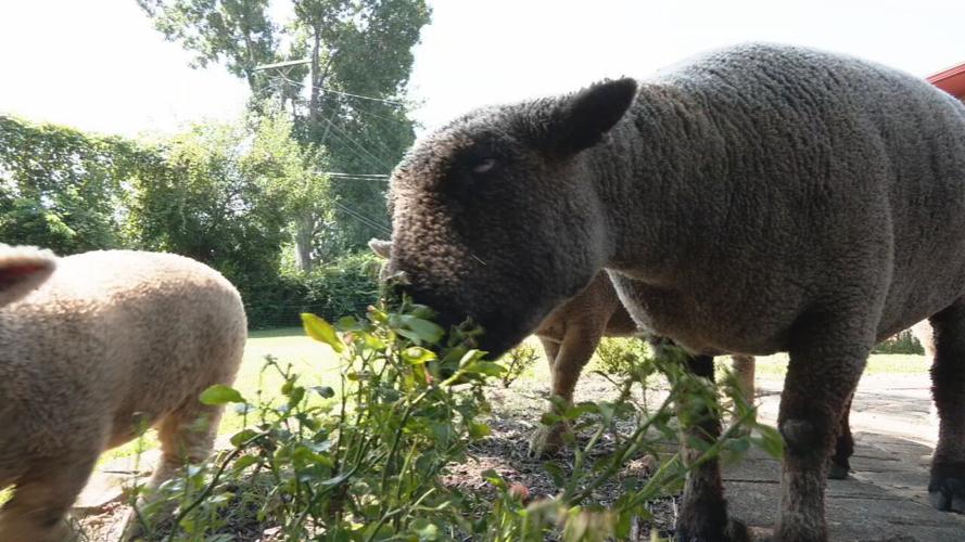 Lamb Mowers of Kentucky