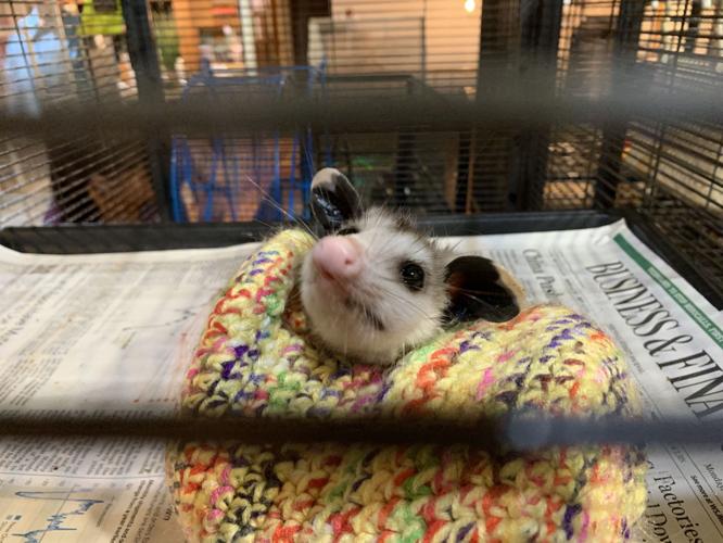 SECOND CHANCE WILDLIFE BABIES - KEITH KAISER - 6-18-19 (5).jpeg