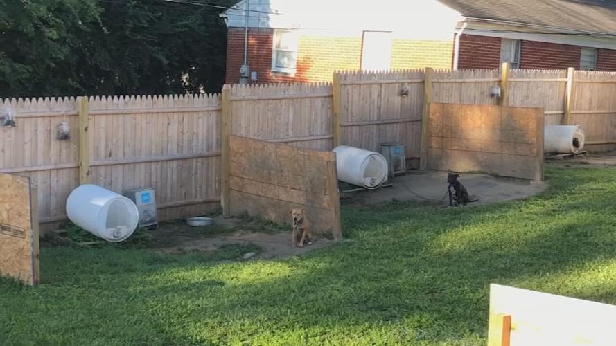 Dogs found during FBI raid in Indiy - 8.31.23 - FROM FOX59