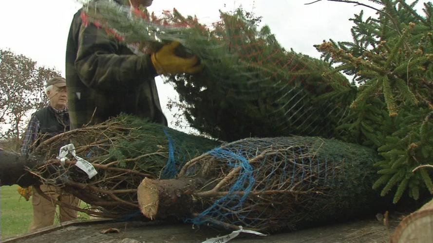 Christmas trees in 'tight supply' this season News from WDRB