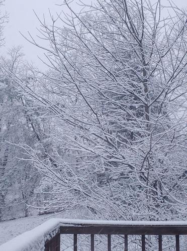 Snow in New Albany-IN-1-27-21 (2).jpg