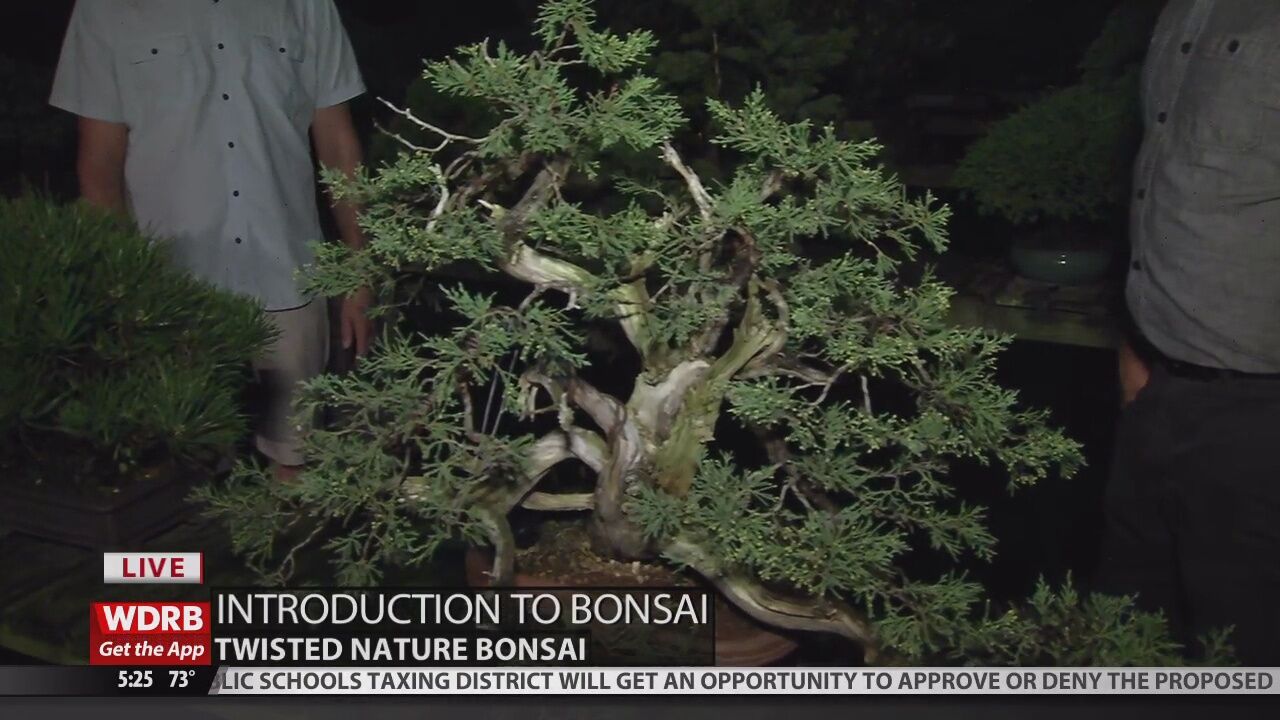 Twisted Nature Bonsai shares insights on the art of nature | Morning |  wdrb.com