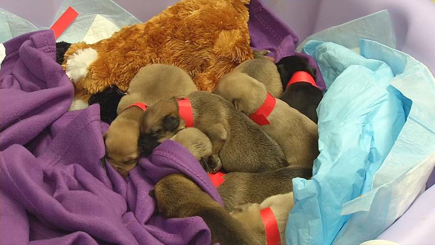 PUPPIES TOSSED IN RAVINE 6PKG.transfer_frame_3545.jpg