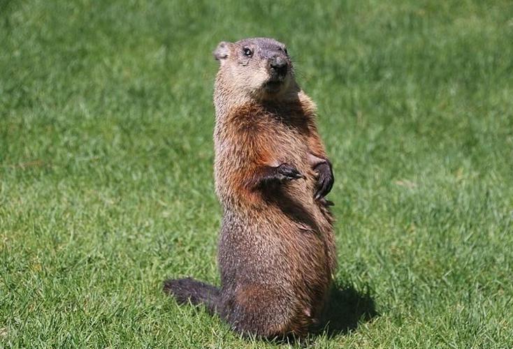 groundhog2.jpg