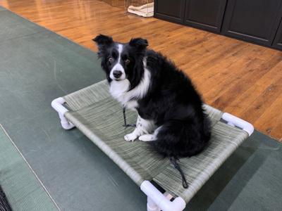 keith dog training 4-10-20.jpg
