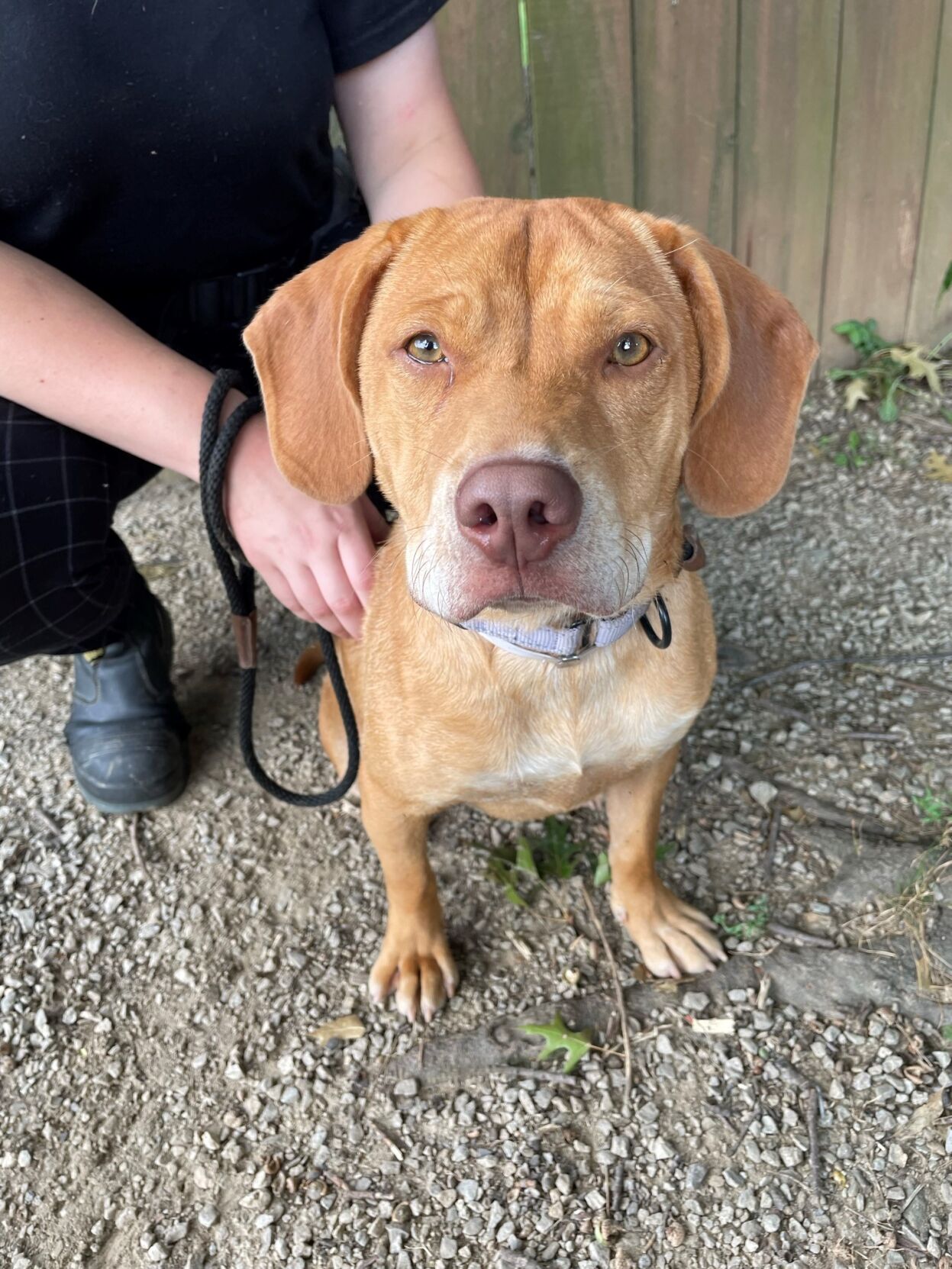 Abu with the Kentucky Humane Society