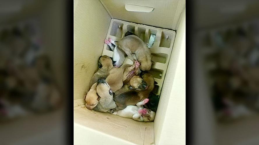 PUPPIES TOSSED IN RAVINE 6PKG.transfer_frame_4819.jpg