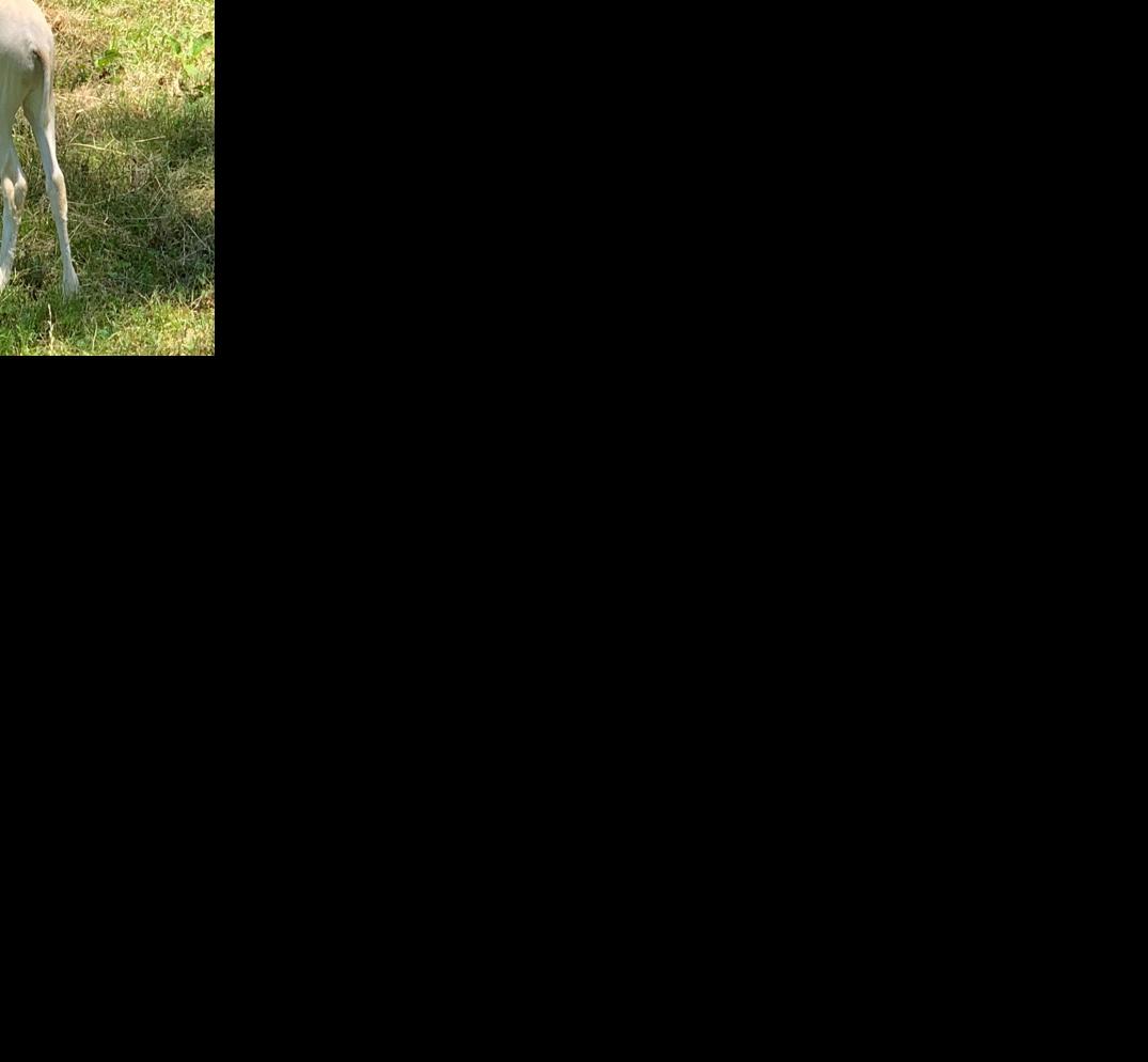 Louisville Zoo addax calf 2