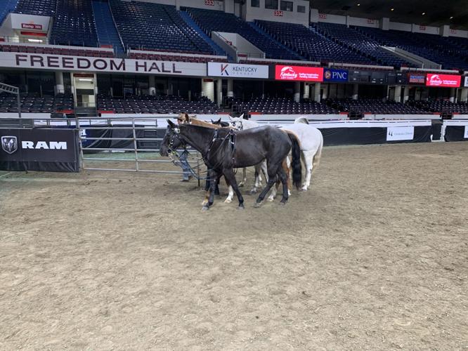 Rodeo - Horses in Arena.jpeg