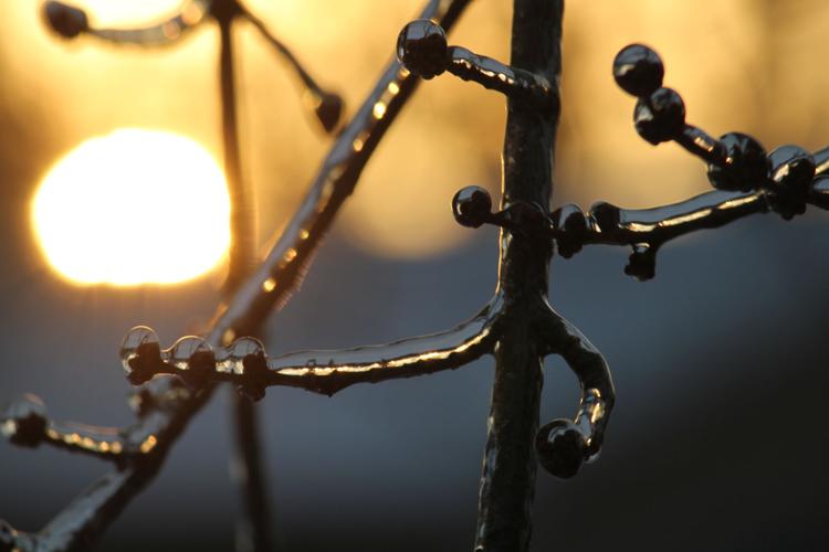sun and icy branch.jpg