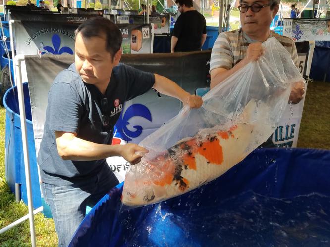 Greater Louisville Koi and Goldfish Society