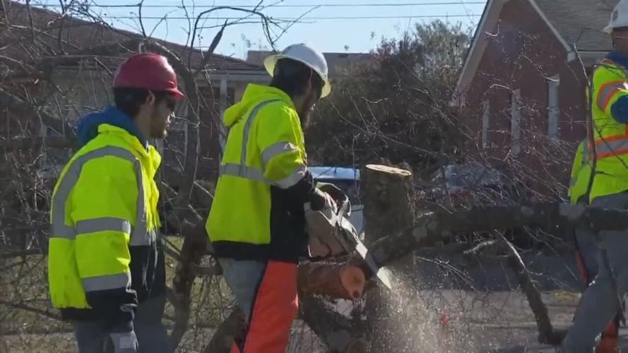 GROUP PROTESTS KU TREE REMOVALjpeg