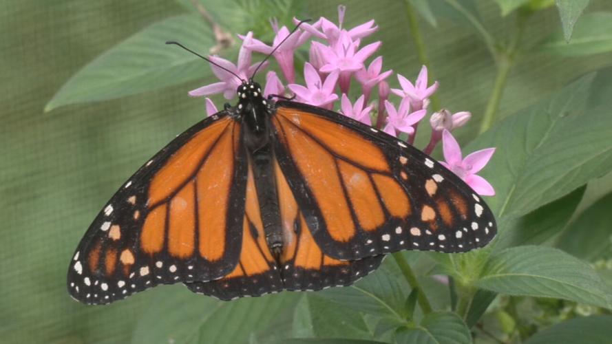 Butterfly at Louisville Zoo