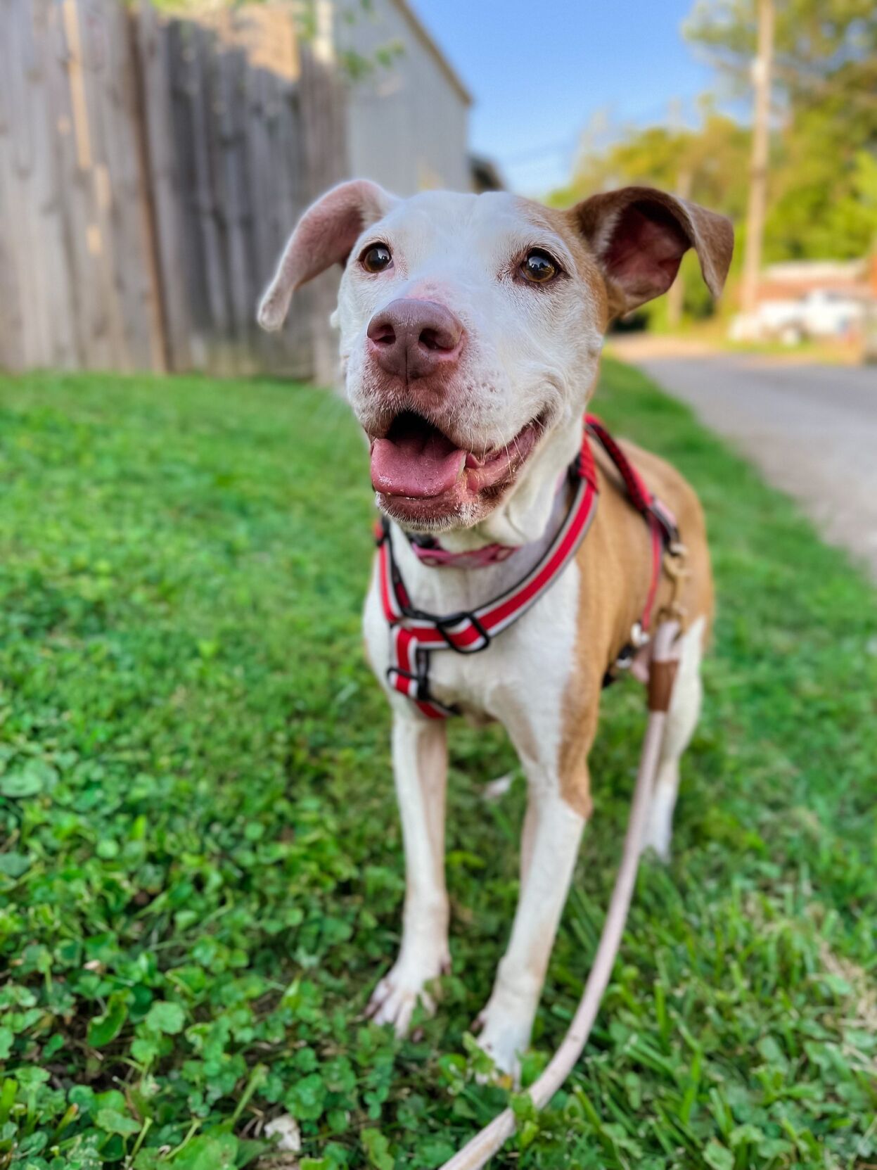 Amy with the Kentucky Humane Society