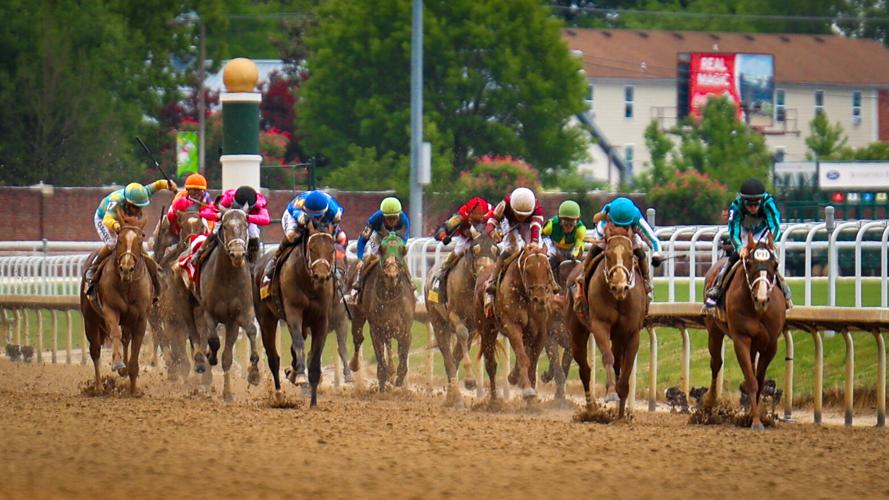 Derby horses