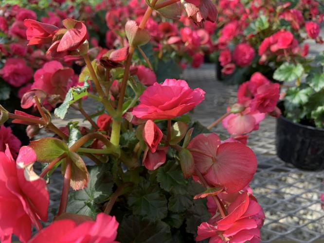 Flowers at Churchill Downs greenhouse