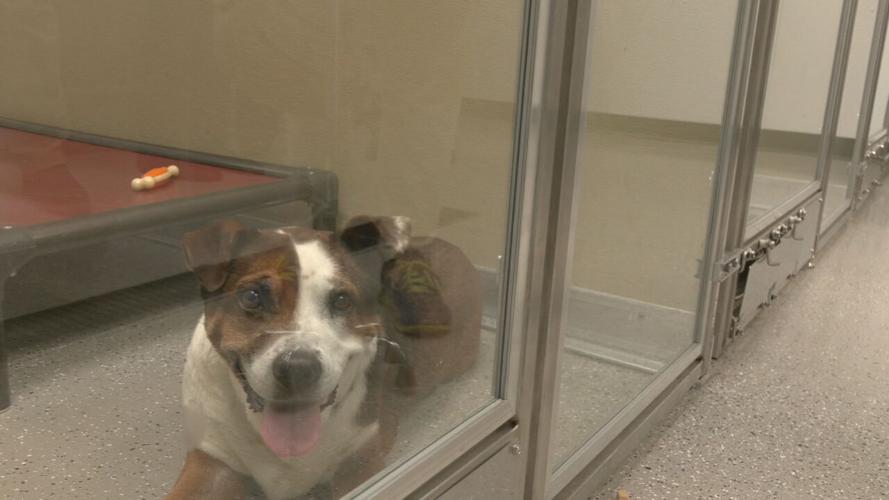 dog in oldham county humane society.jpeg