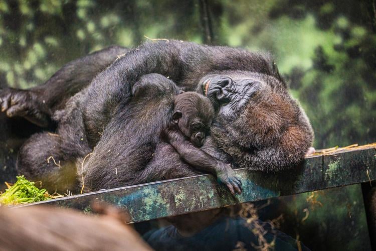 2024-09-24 Kweli and Abeo_kyleshepherd07 copy.jpg