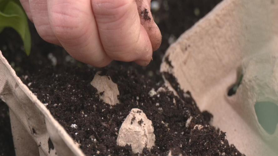 Seed egg carton - Gardening tips with Wallitsch Gardens
