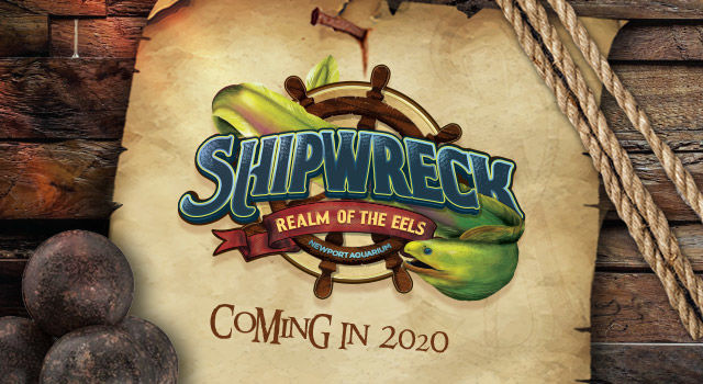 "Shipwreck: Realm of the Eels" at Newport Aquarium