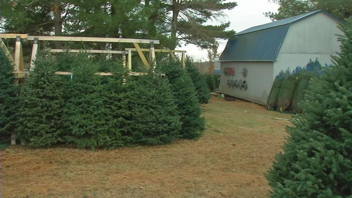 Christmas Trees In Tight Supply This Season News Wdrb Com