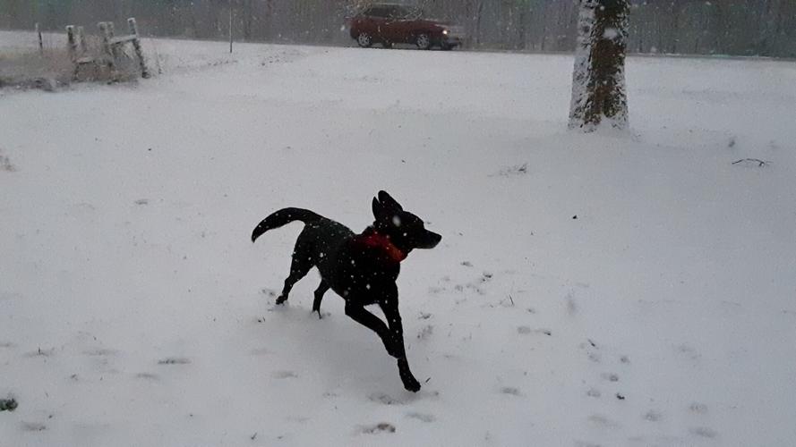 Snow in Palmyra-IN-1-27-21.jpg