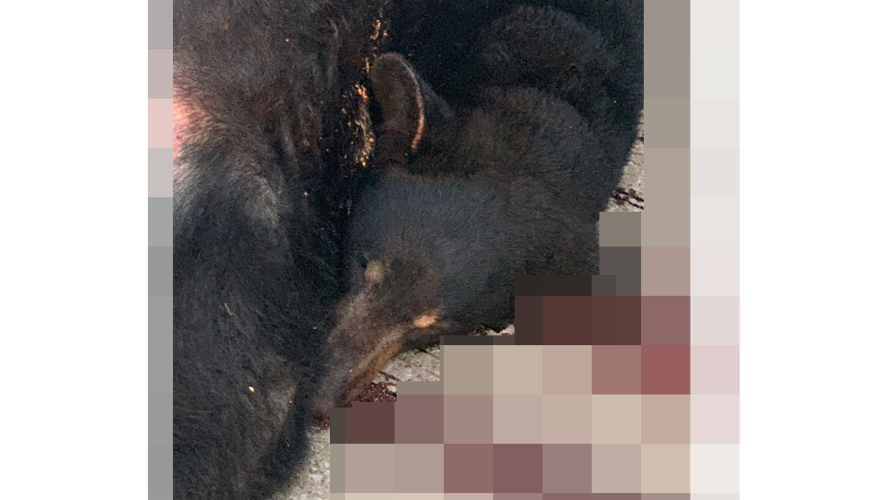 BEAR HIT AND KILLED ON I-65 9-15-2020 - COURTESY SHEPHERDSVILLE POLICE