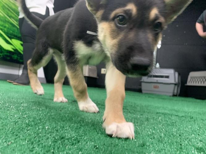 WDRB BARK BOWL 2023   (4).jpg