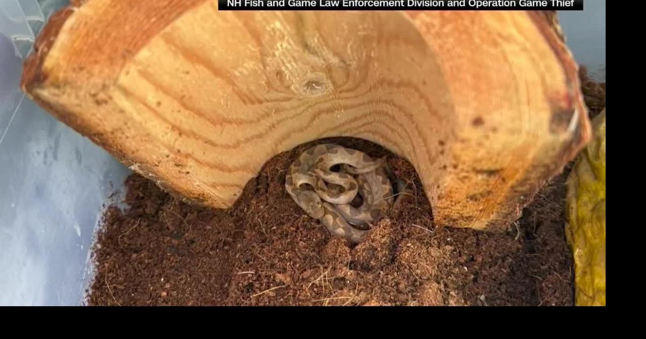2 foot long snake discovered in box of bananas at New Hampshire grocery