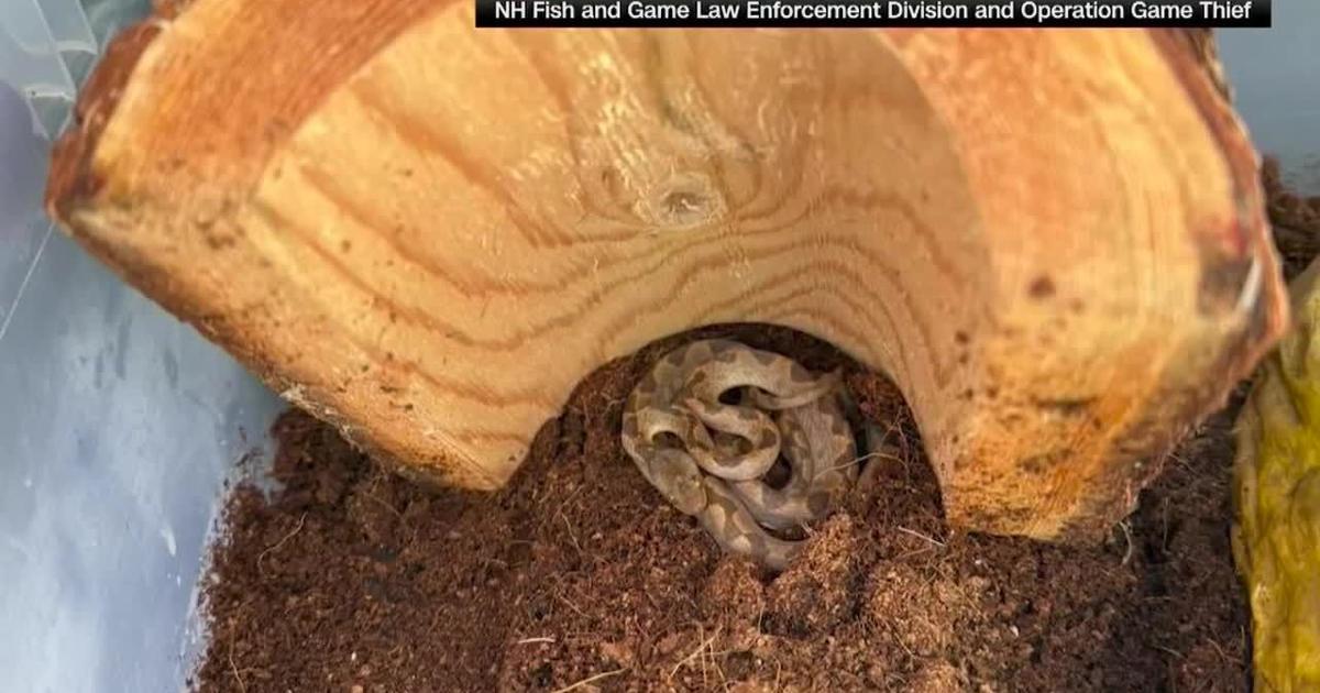 2 foot long snake discovered in box of bananas at New Hampshire grocery