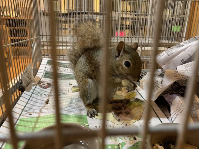 SECOND CHANCE WILDLIFE BABIES - KEITH KAISER - 6-18-19 (6).jpeg