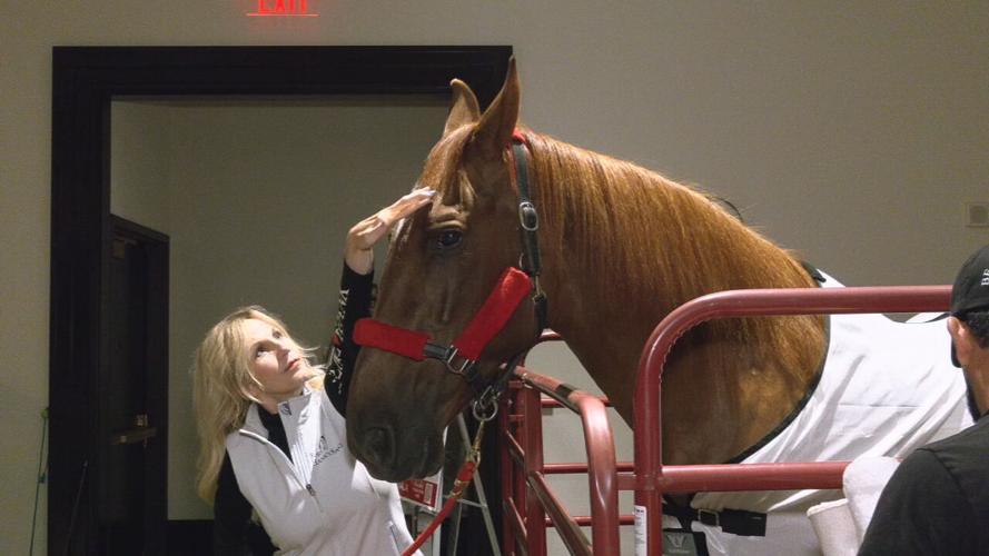 Hank the Horse with owner Tammi Jo Regan