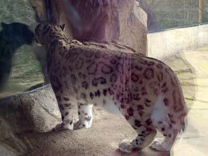 Louisville Zoo snow leopard