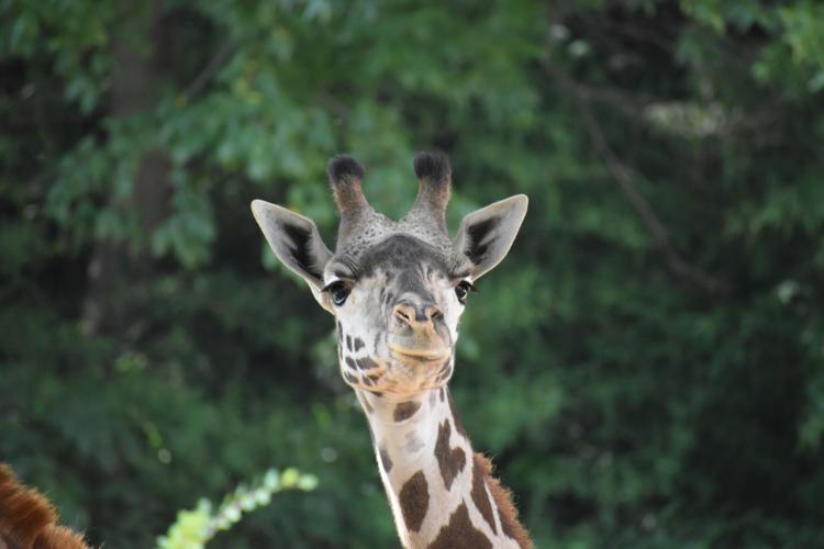 Josie new giraffe Louisville Zoo.JPG