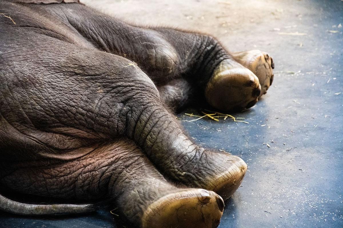 Louisville Zoo Shares Photos Of Newborn Elephant Calf S First Week