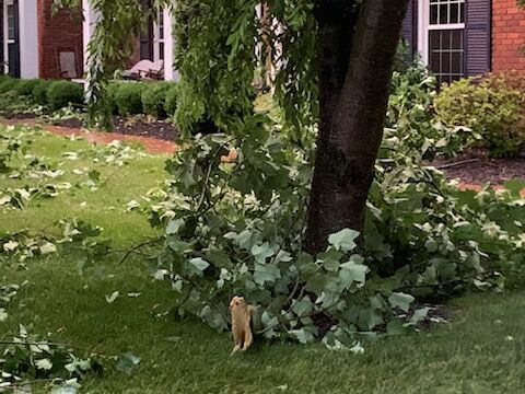 STORM - CROSSGATE - 6-25-2023 (2).jpg