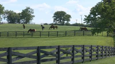 Generic horses in field.jpeg
