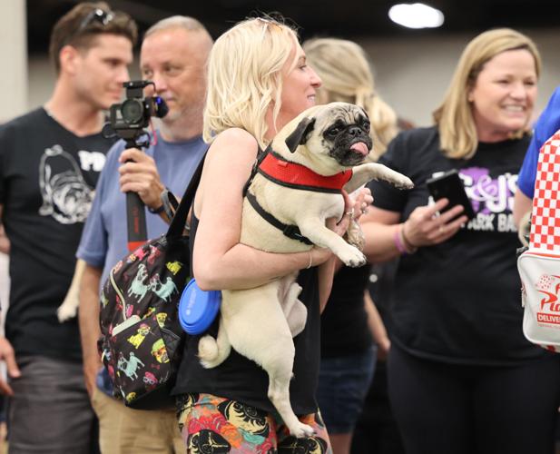 Bluegrass Pugfest