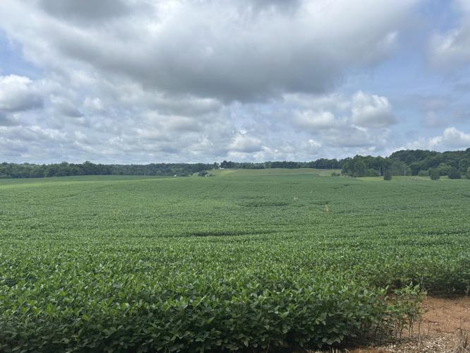 SOUTHERN INDIANA CROPS 1.jpg