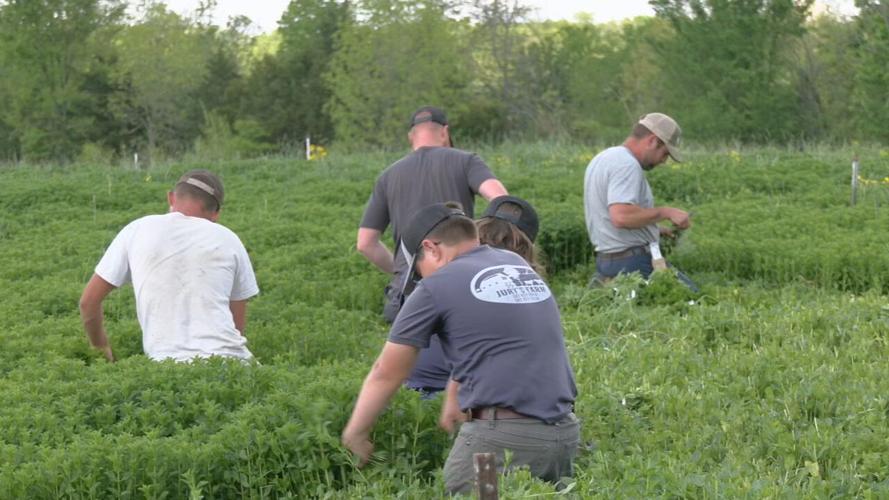 Nelson Family Agri. workers harvest mint - 5.1.24