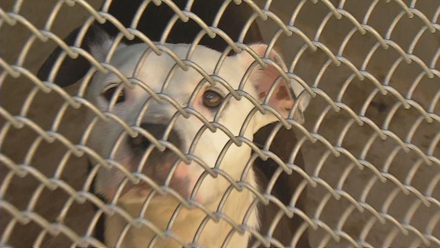 Dog at Louisville Metro Animal Services