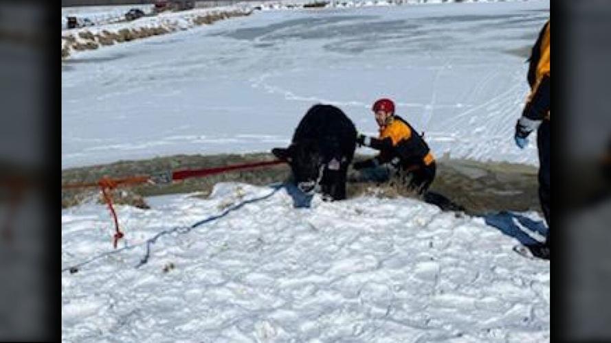 Jeff Fire Cow Rescue 4.png