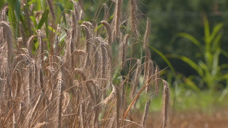 KENTUCKY - RYE - BOURBON - AFFINITY FARM  7-11-2023 (8).jpeg