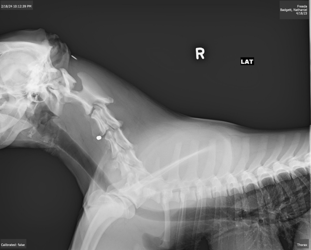 X-ray of dog shot in Utica, Indiana