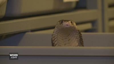 Pet cobra removed from Shelby County home due to large size